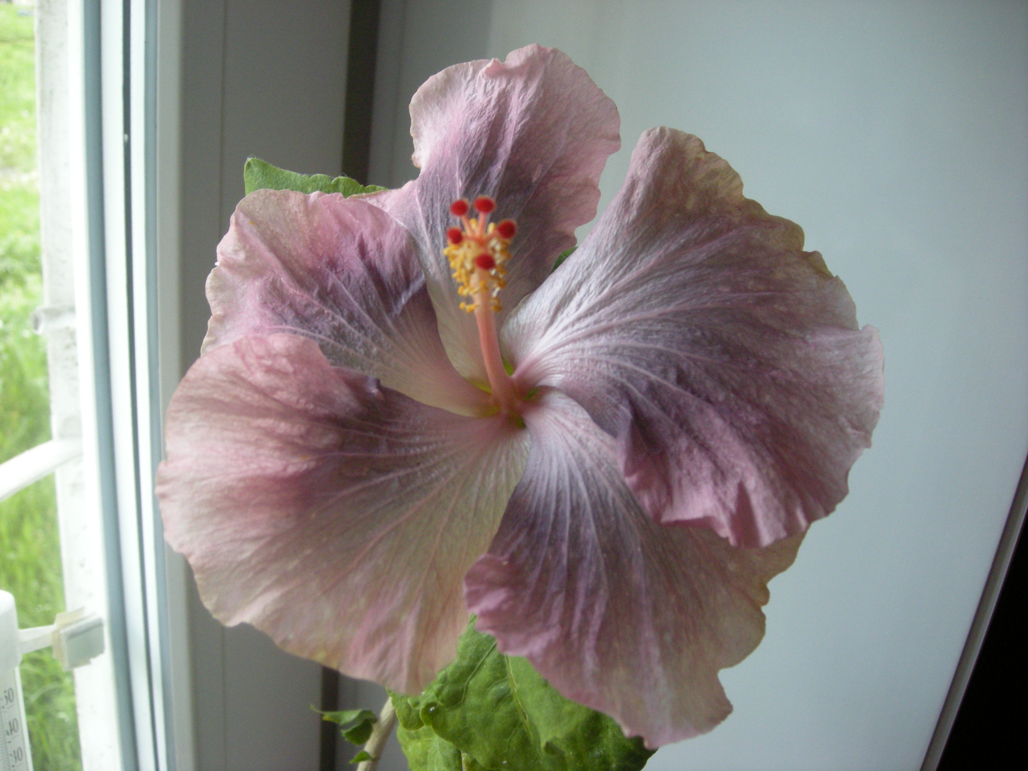 Гибискус Hibiscus Moorea Antonia